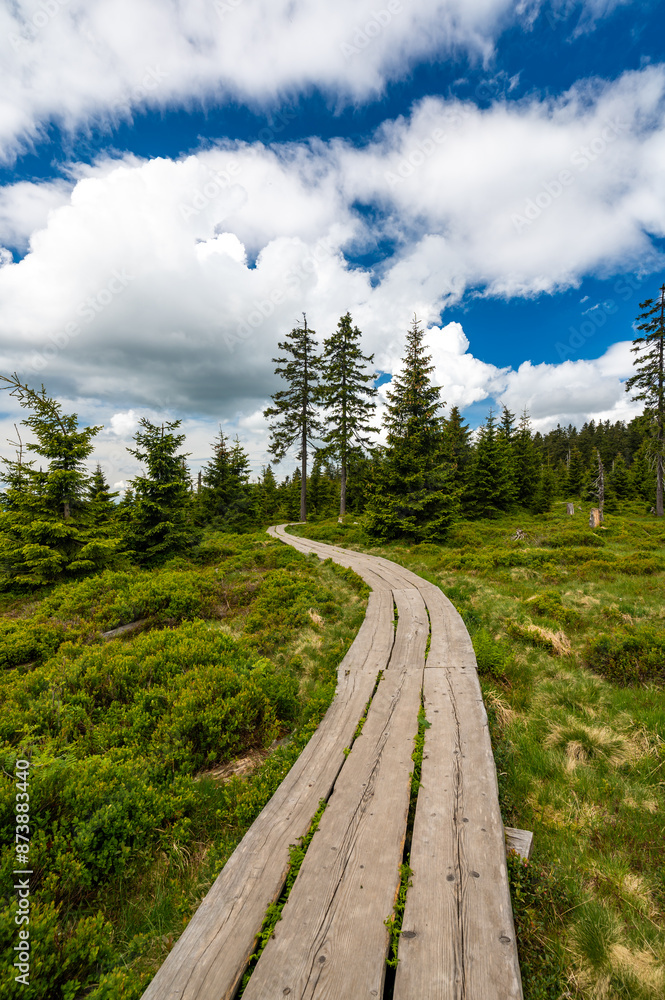 Obraz premium View of hiking trail in Krkonose national park, Czech Republic. Forest near the tourist path on top of hill. Summer weather.