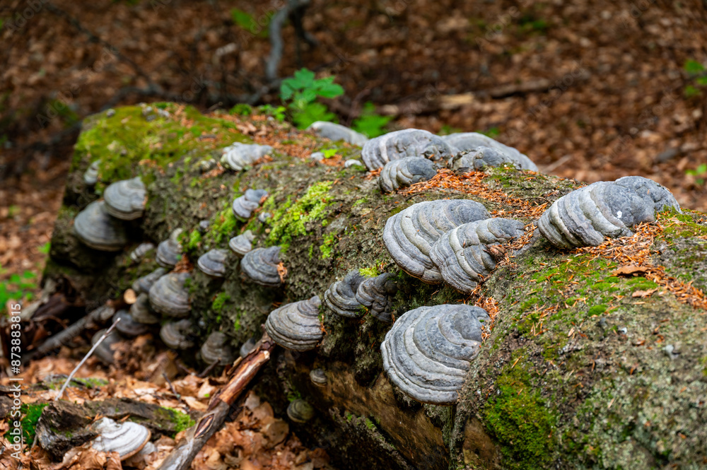 Fomes fomentarius mushroom on the trunk of an old poplar on a summer day.