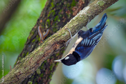 Sitta azurea - Blue Nuthatch photo