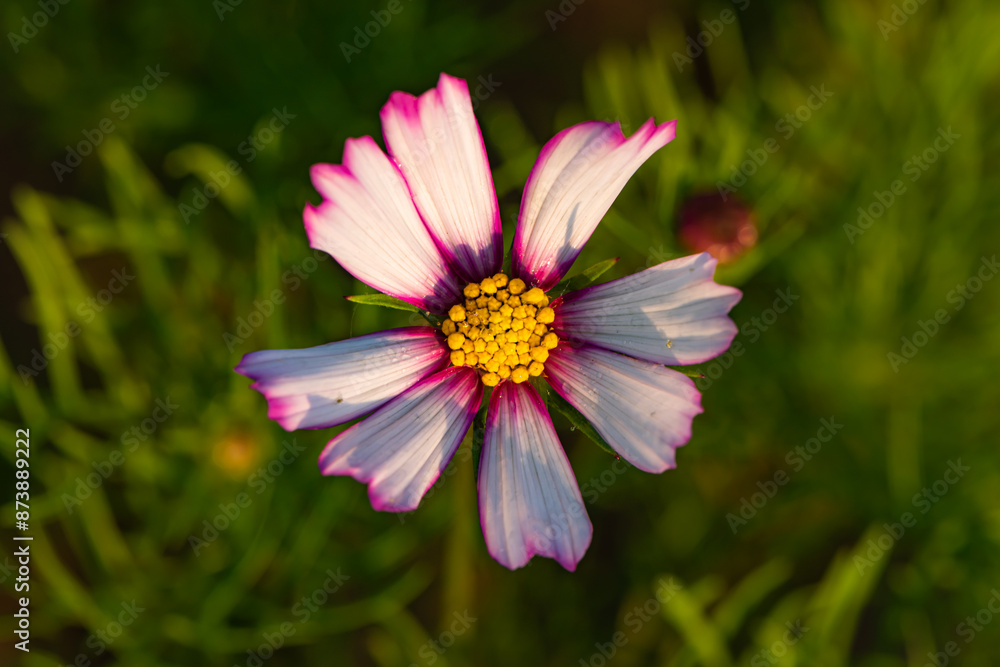 The blooming Gesang flowers in summer The blooming Gesang flowers in summer