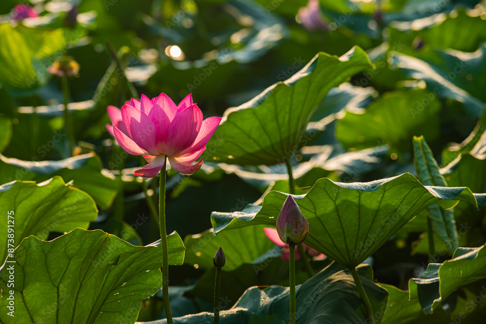 In summer, red lotus flowers are particularly bright against the backdrop of green lotus leaves In summer, red lotus flowers are particularly bright against the backdrop of green lotus leaves
