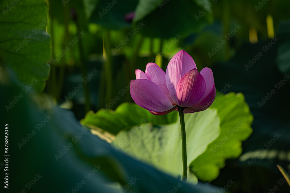 In summer, red lotus flowers are particularly bright against the backdrop of green lotus leaves In summer, red lotus flowers are particularly bright against the backdrop of green lotus leaves