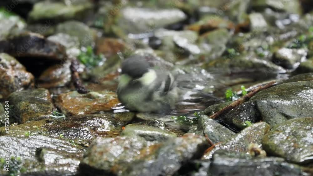森の中の水場で水浴びをするヒガラ 森の中の水場で水浴びをするヒガラ