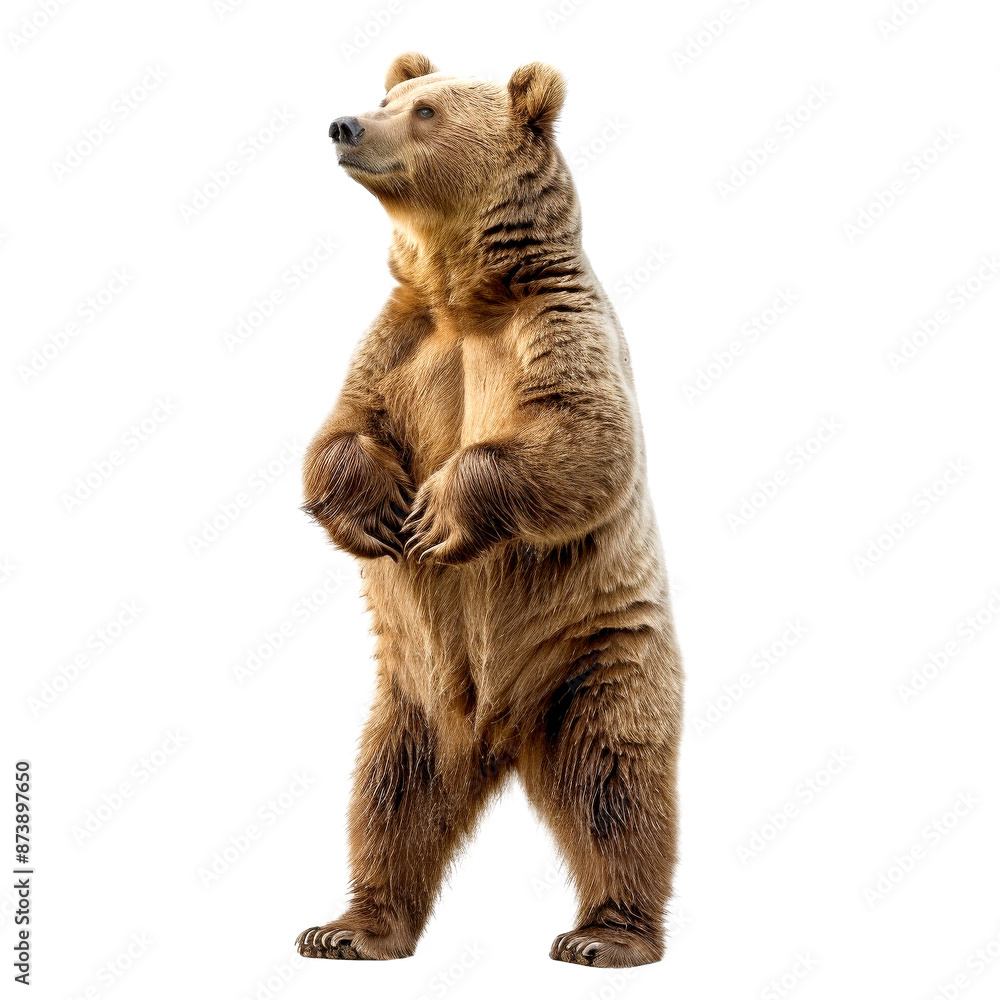 Fototapeta premium big bear isolated on white