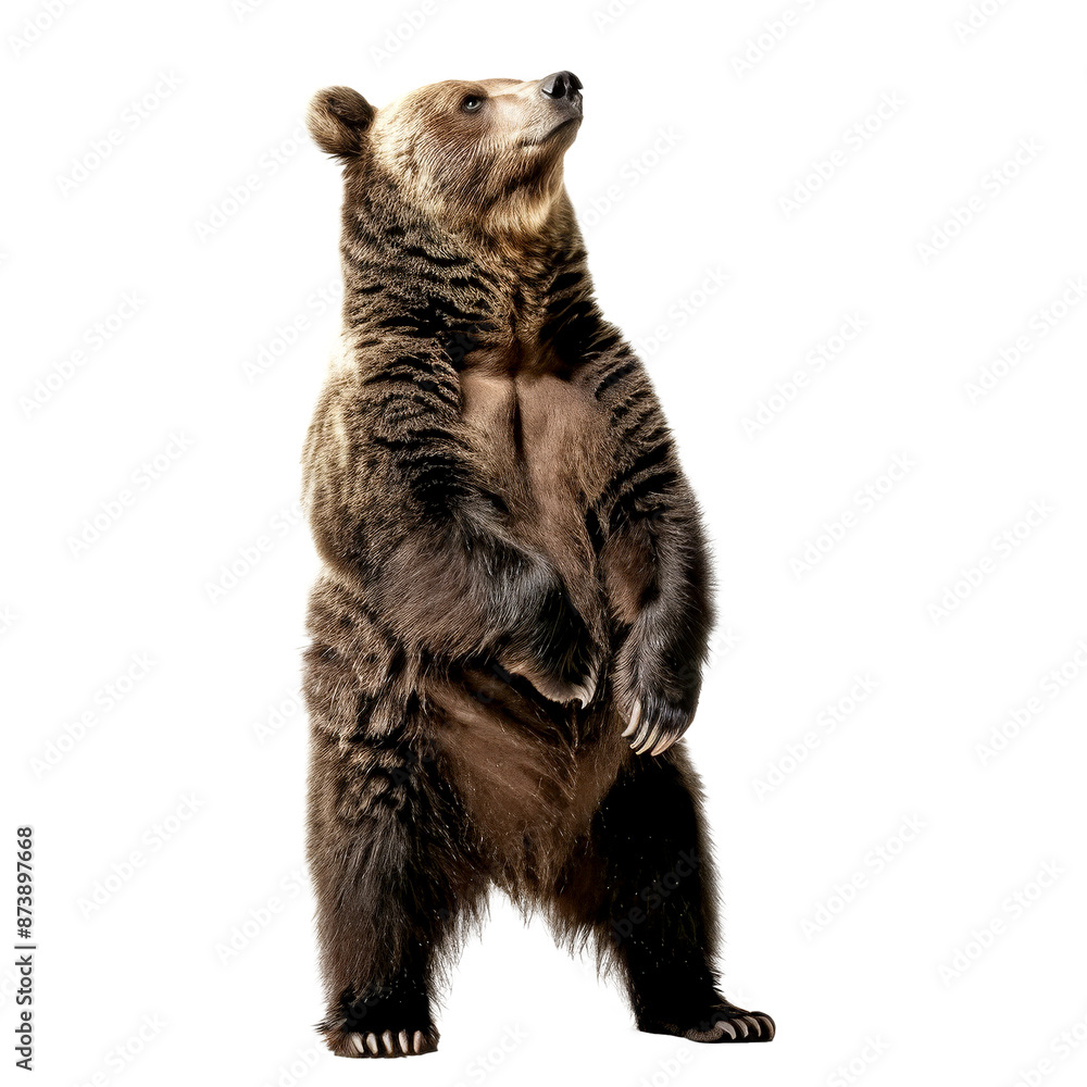 Fototapeta premium big bear isolated on white