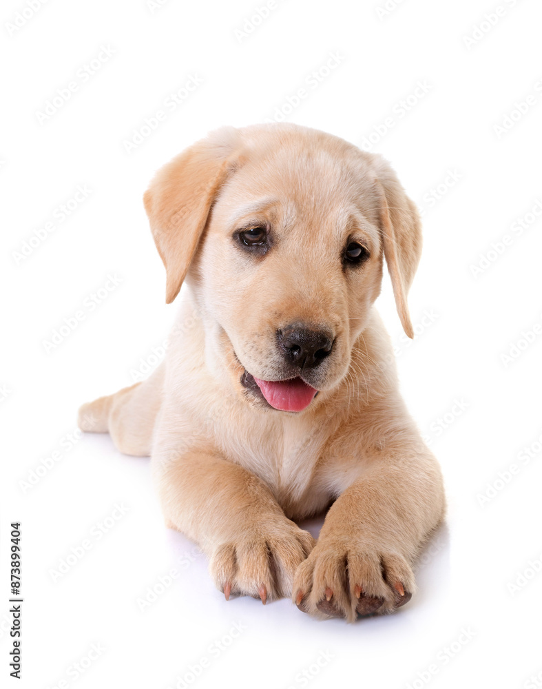 puppy labrador retriever puppy labrador retriever