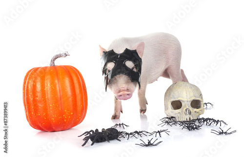 miniature pig in studio photo