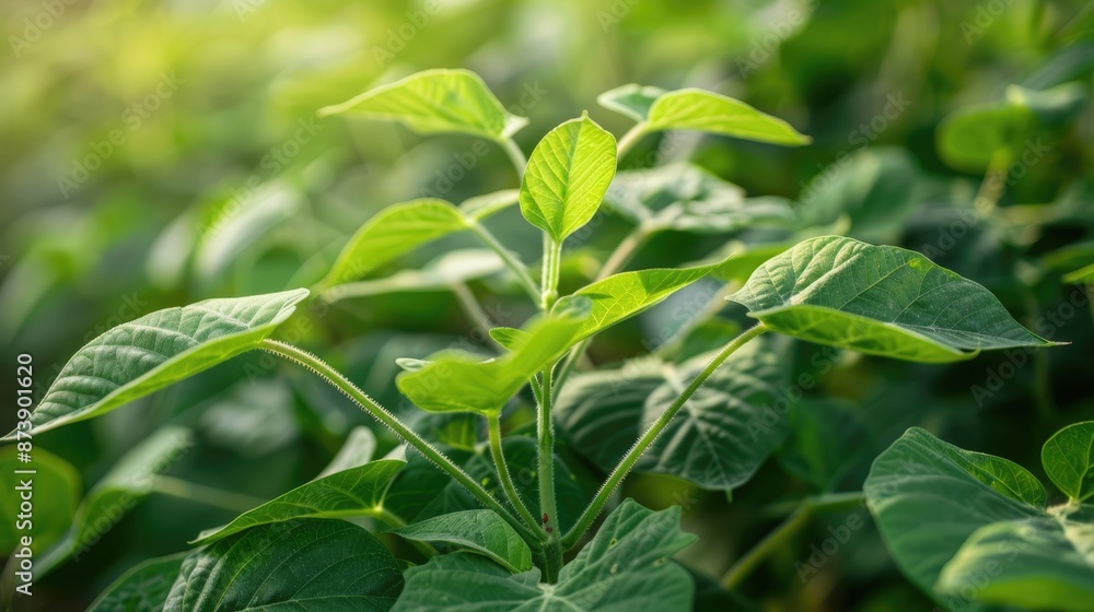 Soybean Leaves - Detailed Close-up of Fresh and Beautiful Herb Leaves in Bright Colors Soybean Leaves - Detailed Close-up of Fresh and Beautiful Herb Leaves in Bright Colors
