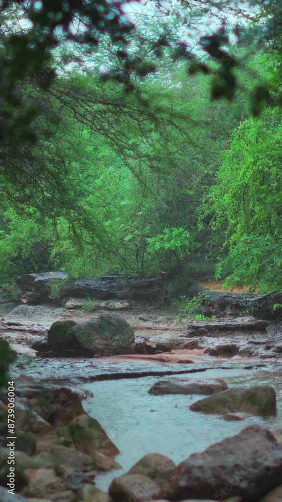 Vertical shot of Rainy Day in Forest. Lush Green Trees, Stormy, Cloudy Bad Weather. Nature landscape. Raining in forest during monsoon. Rain drops falling in puddle water. Vertical shot of Rainy Day in Forest. Lush Green Trees, Stormy, Cloudy Bad Weather. Nature landscape. Raining in forest during monsoon. Rain drops falling in puddle water.