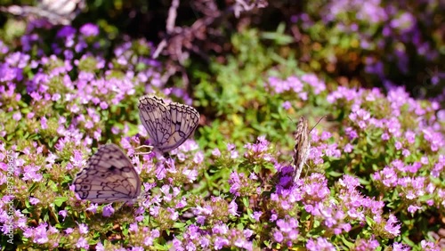 Many white butterflies sit on thyme flowers. Butterflies fly over flowers. The concept of spring and the pacification of nature. Butterflies pollinate plants and drink nectar.