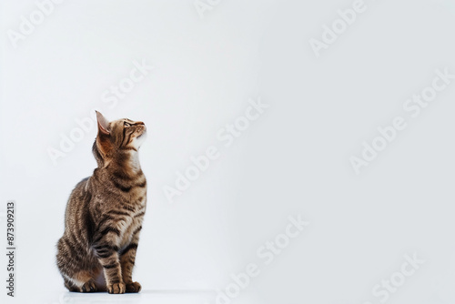 Cat Posing on White Background with Blank Space
