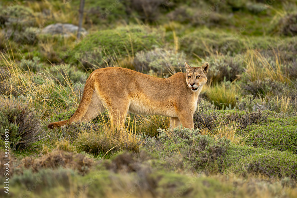 Fototapeta premium Puma stands turning head on bushy scrubland
