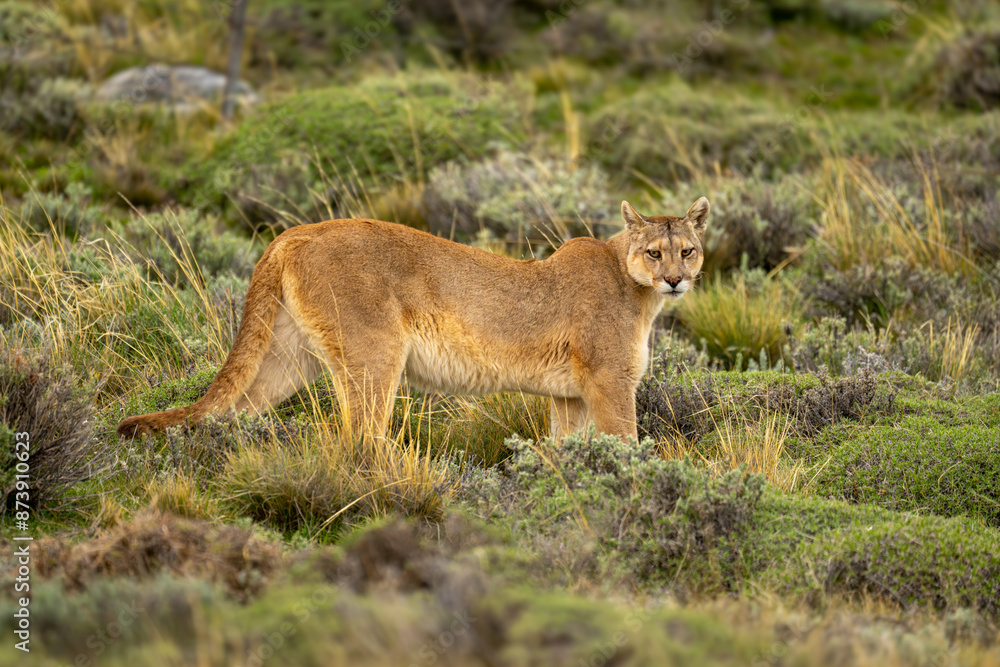 Puma stands turning towards camera on scrubland Puma stands turning towards camera on scrubland