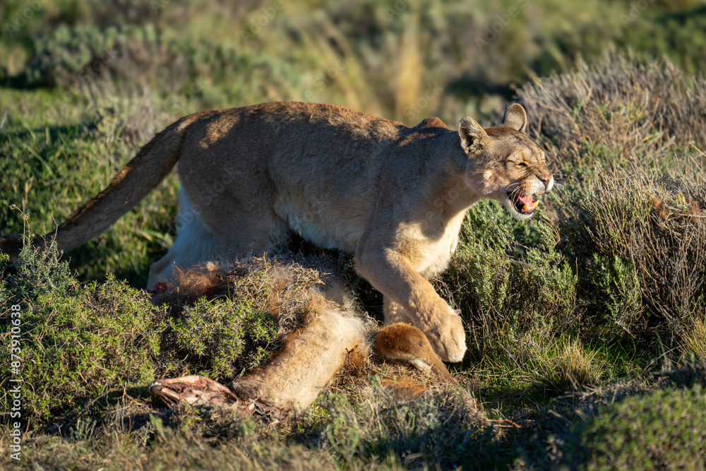 Fototapeta premium Puma steps over kill snarling in sunshine