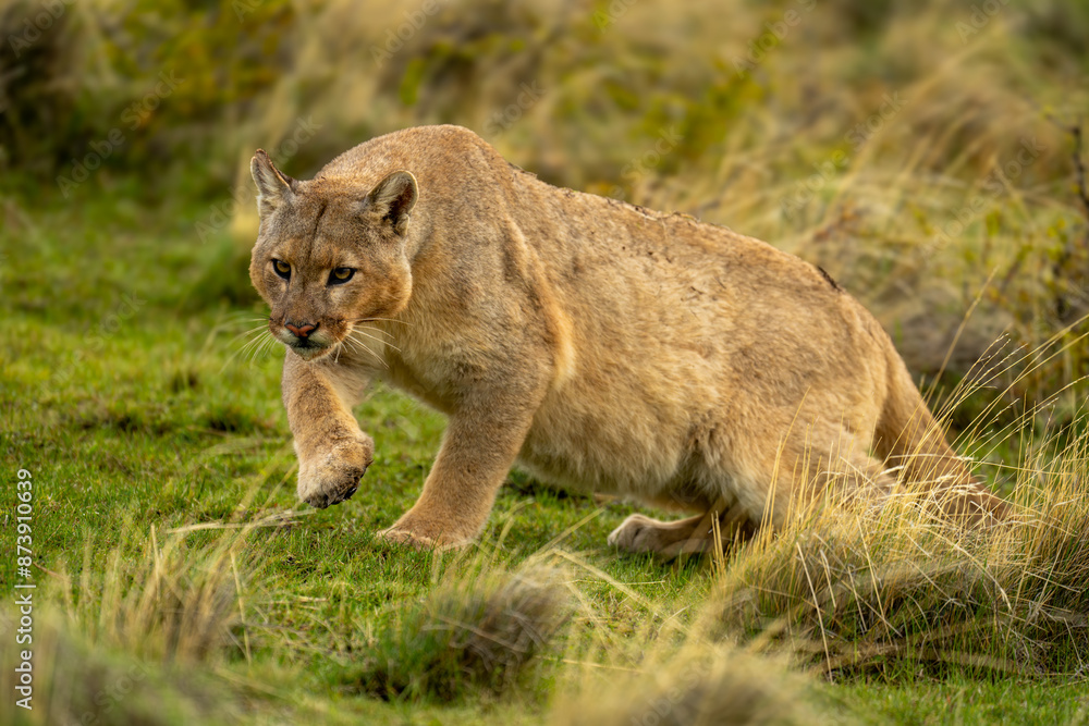 Fototapeta premium Puma stands up from grass lifting paw