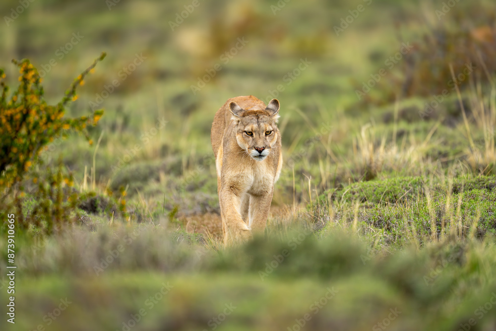 Fototapeta premium Puma walks across grass slope toward camera