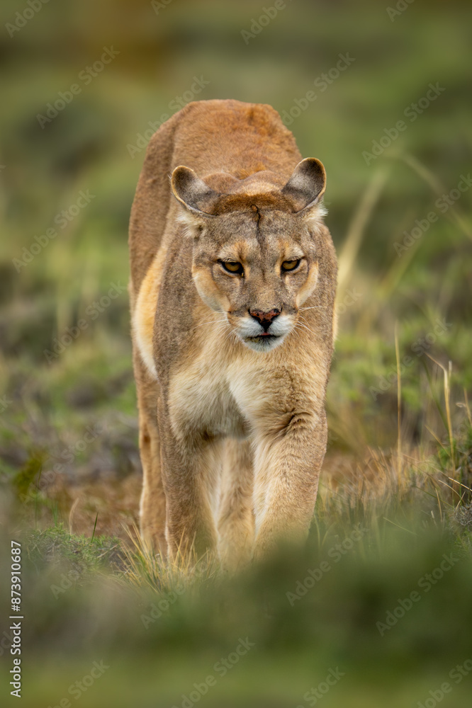 Puma walks across grass slope towards camera Puma walks across grass slope towards camera