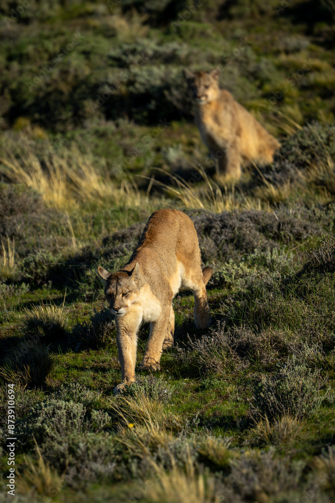 Puma walks away from another sitting down Puma walks away from another sitting down
