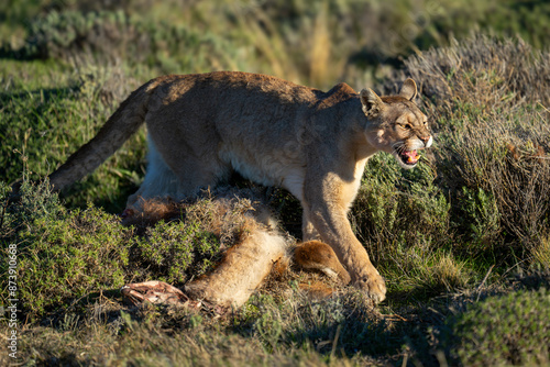 Photos Puma steps over kill in scrubland snarling