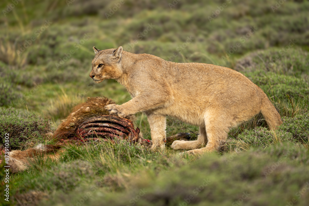 Fotografie Puma with catchlight sits pawing guanaco carcase