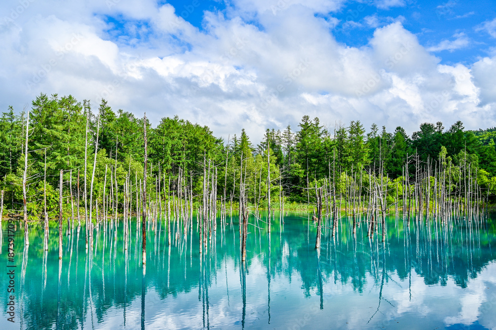 北海道美瑛町の青い池
