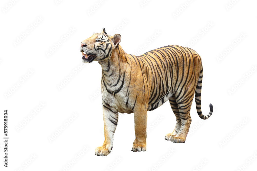 Obraz premium Tiger isolated on transparent background png file