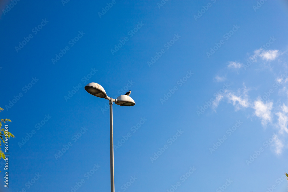 Urban Wildlife: Bird Perched on a Streetlight Urban Wildlife: Bird Perched on a Streetlight