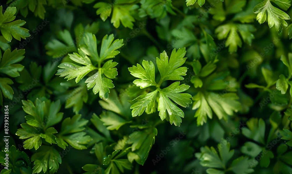Fresh green parsley leaves, Generative AI Fresh green parsley leaves, Generative AI