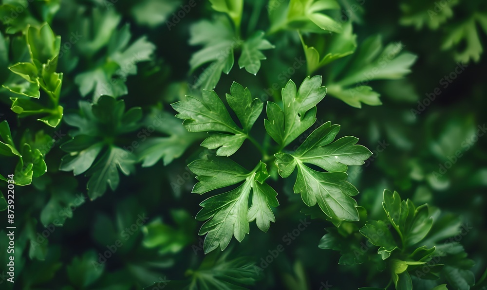 Fresh green parsley leaves, Generative AI Fresh green parsley leaves, Generative AI