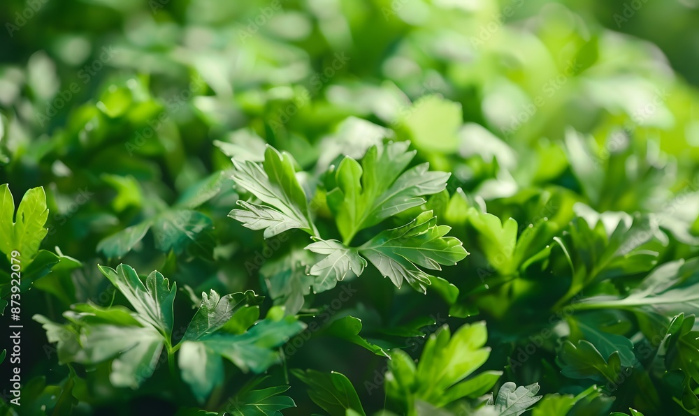 Fresh green parsley leaves, Generative AI Fresh green parsley leaves, Generative AI