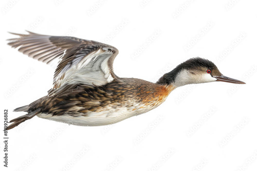 Obraz premium A grebe mid-dive, body streamlined, isolated on a white background