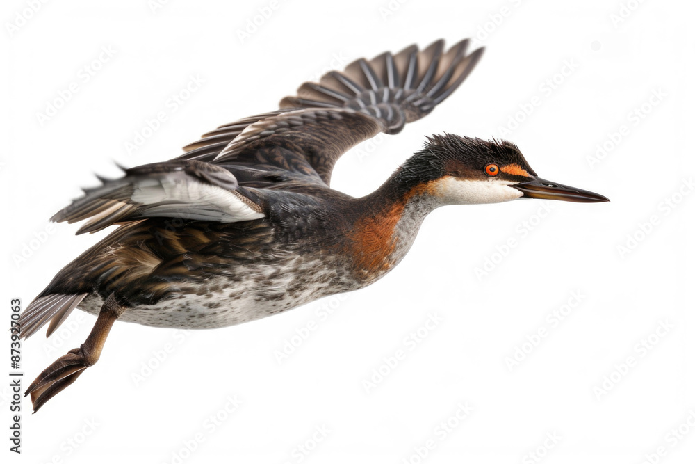 Fototapeta premium A grebe mid-dive, body streamlined, isolated on a white background