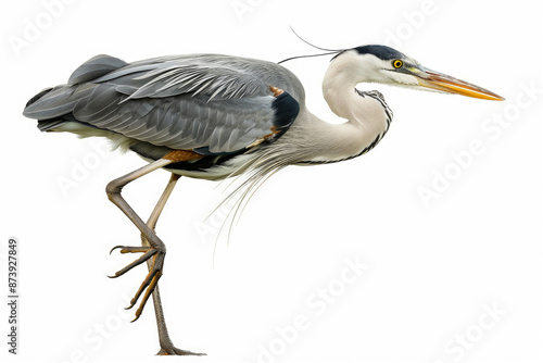 A heron mid-dive, beak pointed down, isolated on a white background