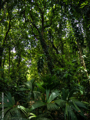 Rainforest in Tayrona National Park in Colombia.