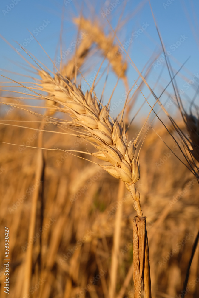 The photograph shows a field of barley. The sun's rays play on the golden ears of barley. Each spikelet is carefully drawn, perfectly expressing the beauty and fertility of this grain crop. The photograph shows a field of barley. The sun's rays play on the golden ears of barley. Each spikelet is carefully drawn, perfectly expressing the beauty and fertility of this grain crop.
