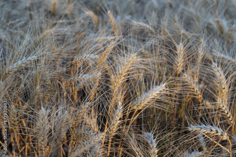 Fototapeta premium The photograph shows a field of barley. The sun's rays play on the golden ears of barley. Each spikelet is carefully drawn, perfectly expressing the beauty and fertility of this grain crop.