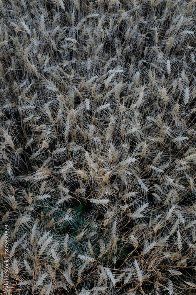 The photograph shows a field of barley. The sun's rays play on the golden ears of barley. Each spikelet is carefully drawn, perfectly expressing the beauty and fertility of this grain crop. The photograph shows a field of barley. The sun's rays play on the golden ears of barley. Each spikelet is carefully drawn, perfectly expressing the beauty and fertility of this grain crop.