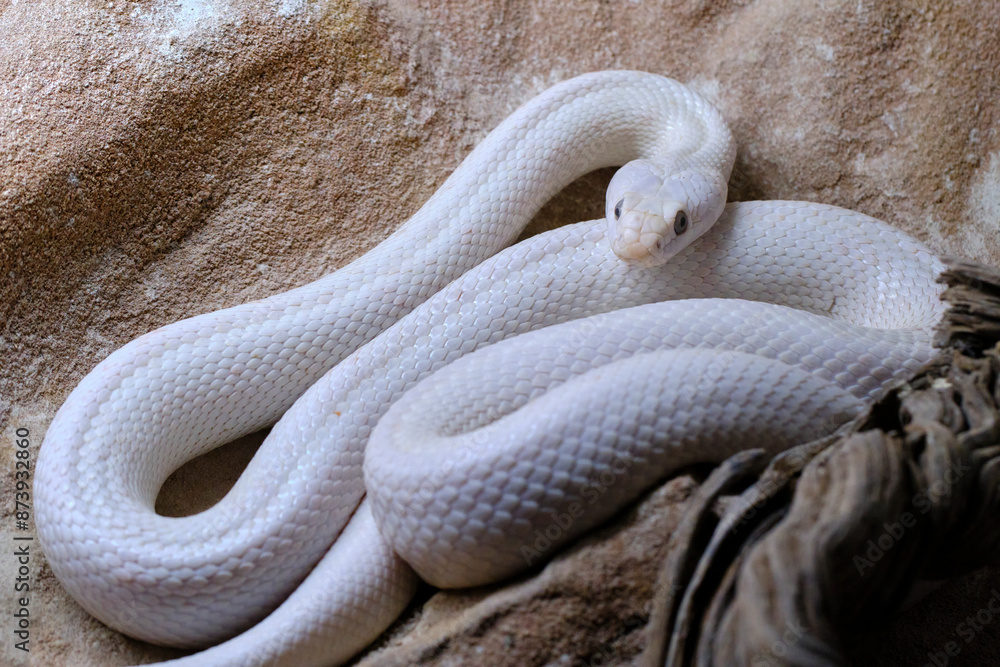 Fototapeta premium Texas rat snake . Is a nonvenomous colubrid, found in the United States.