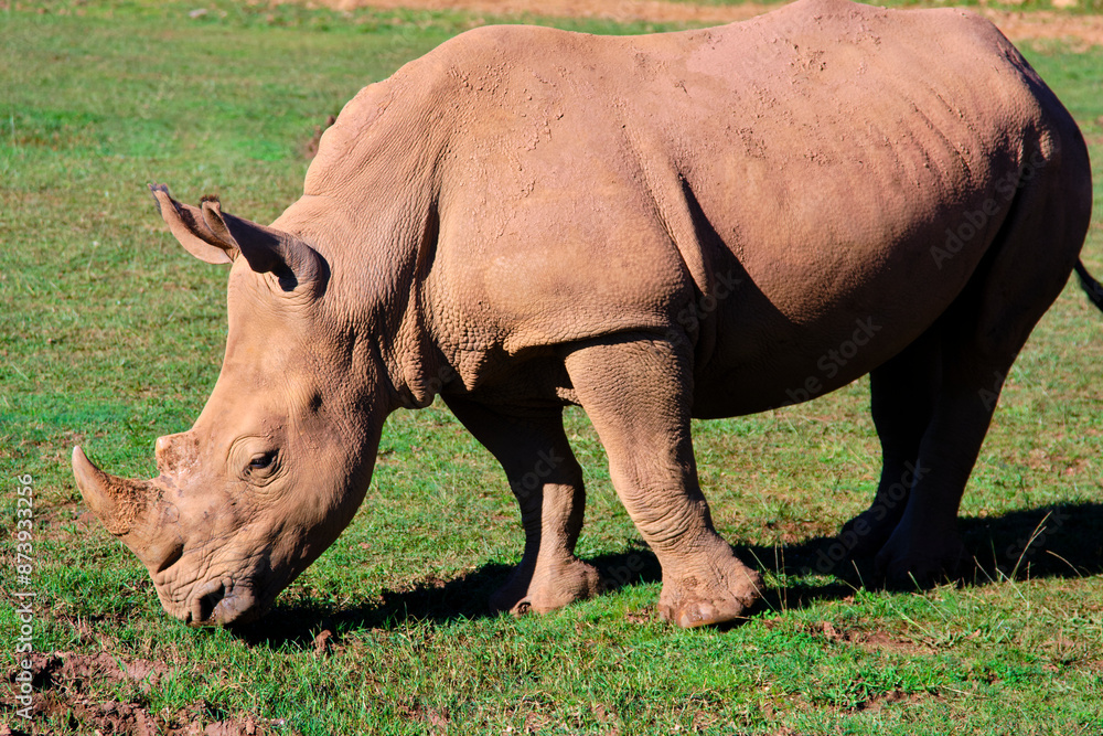 A white rhino is eating grass in a field. A white rhino is eating grass in a field.