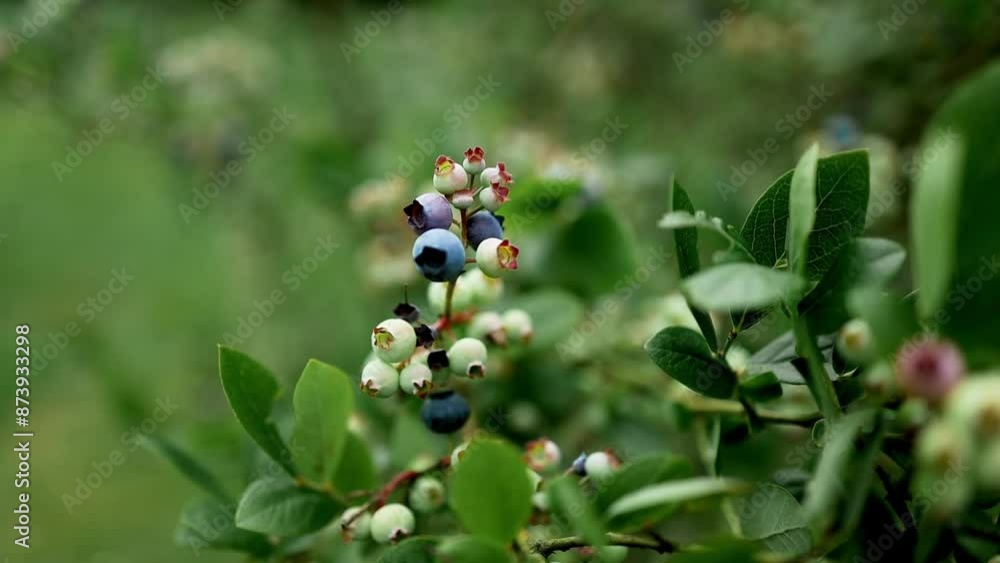 Branch of ripe garden blueberry on a summer day in a blueberries plant. Blueberry crop before harvest. Branch of ripe garden blueberry on a summer day in a blueberries plant. Blueberry crop before harvest.