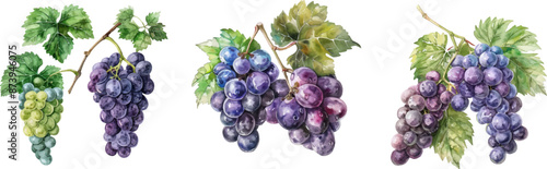 Illustration of grape and muscat in watercolor