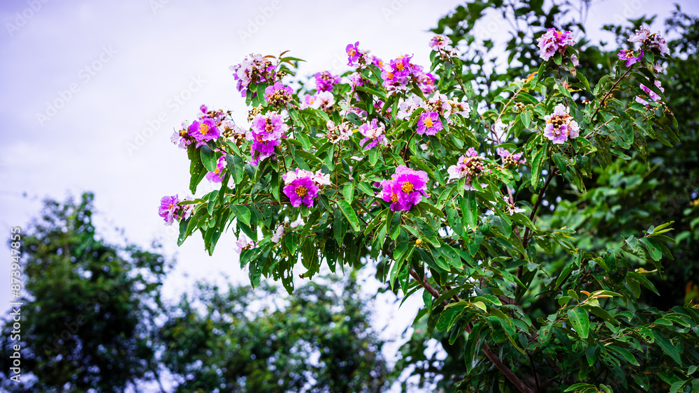 Purple and White Lythraceae Flowers in Bloom. Purple and White Lythraceae Flowers in Bloom.