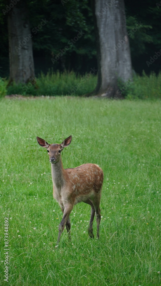 deer in the forest deer in the forest
