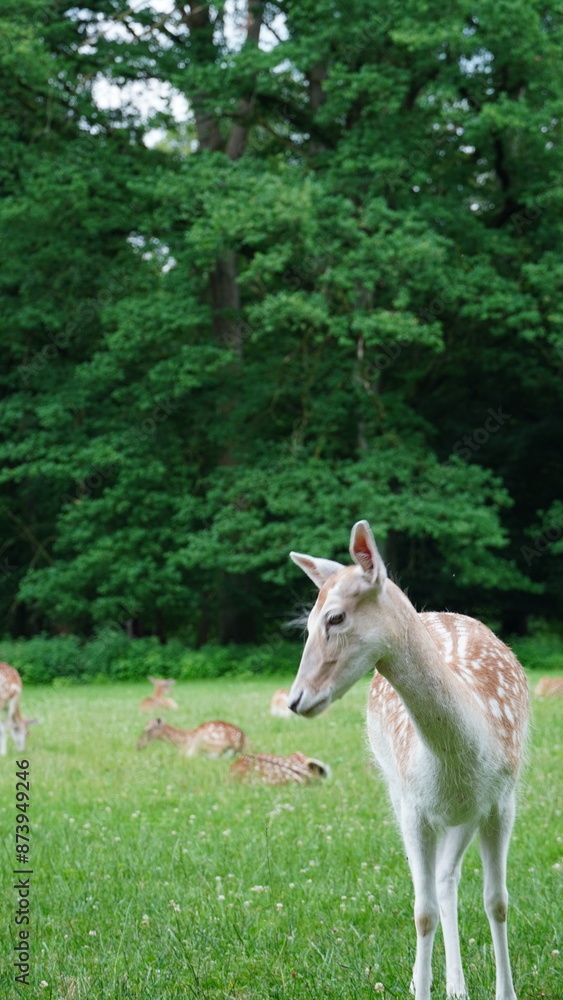 Fototapeta premium deer in the woods
