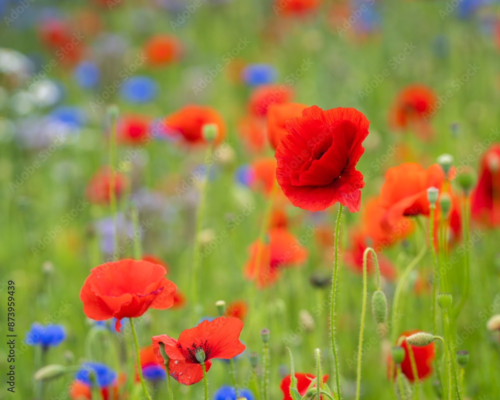 Fototapeta premium Poppies (papaver rhoeas) in a flower field. Red poppies starting to bloom in wildflower field. Selective focus. Cover design. Wallpaper. 