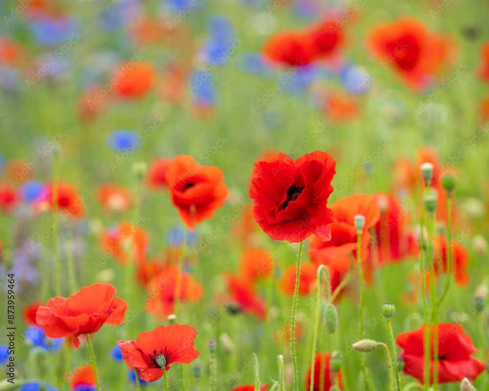 Poppies (papaver rhoeas) in a flower field. Red poppies starting to bloom in wildflower field. Selective focus. Cover design. Wallpaper. Poppies (papaver rhoeas) in a flower field. Red poppies starting to bloom in wildflower field. Selective focus. Cover design. Wallpaper.