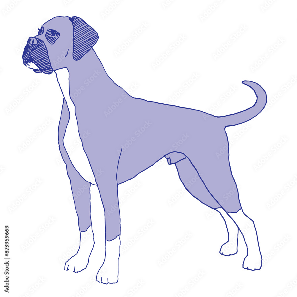 Dog portrait of a boxer as a hand-drawn illustration in blue ink - digitized on a transparent background Dog portrait of a boxer as a hand-drawn illustration in blue ink - digitized on a transparent background