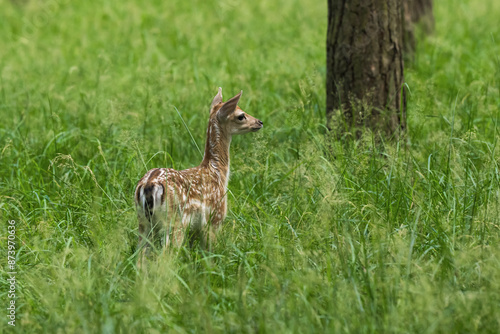 Obraz na płótnie Ein junges Kalb des Damwildes im Wald w salonie