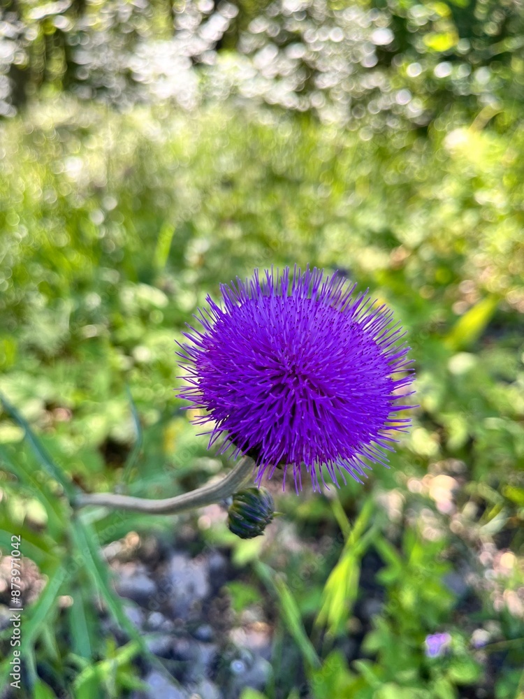 pink and purple blooming thistle or Carduus . Floral wallpaper pink and purple blooming thistle or Carduus . Floral wallpaper