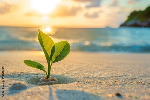 plant on the sand